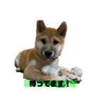 柴犬☆やまと②（個別スタンプ：12）