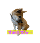 柴犬☆やまと②（個別スタンプ：13）