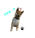 柴犬☆やまと②（個別スタンプ：15）
