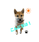 柴犬☆やまと②（個別スタンプ：16）
