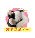 しおちゃんちのミィちゃん（個別スタンプ：3）