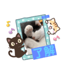 しおちゃんちのミィちゃん（個別スタンプ：7）