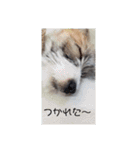 ジャックラッセルテリアのレモンちゃん2（個別スタンプ：4）