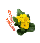 お花と一緒にメッセージ（個別スタンプ：1）