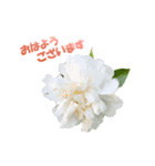 お花と一緒にメッセージ（個別スタンプ：3）