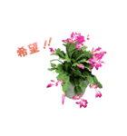 お花と一緒にメッセージ（個別スタンプ：4）