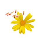 お花と一緒にメッセージ（個別スタンプ：7）