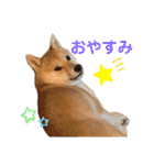 豆柴せつ（個別スタンプ：3）