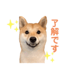 豆柴せつ（個別スタンプ：5）