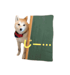 豆柴せつ（個別スタンプ：7）