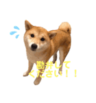 豆柴せつ（個別スタンプ：12）