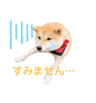 豆柴せつ（個別スタンプ：17）