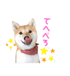 豆柴せつ（個別スタンプ：20）