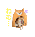 豆柴せつ（個別スタンプ：21）