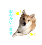 豆柴せつ（個別スタンプ：24）