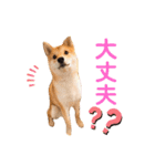 豆柴せつ（個別スタンプ：27）