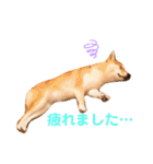 豆柴せつ（個別スタンプ：32）
