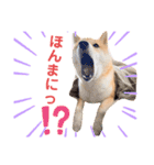 豆柴せつ（個別スタンプ：33）