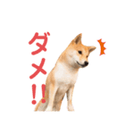 豆柴せつ（個別スタンプ：35）
