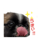 とと時々もふきち（個別スタンプ：3）