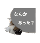 とと時々もふきち（個別スタンプ：6）