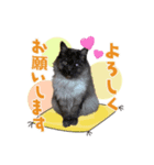 PMC2020（個別スタンプ：6）