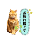 みゅうです。（個別スタンプ：3）