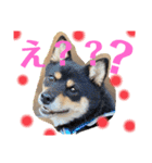 豆柴ヤスくんゆきちゃん（個別スタンプ：2）