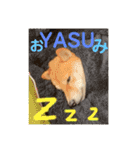 豆柴ヤスくんゆきちゃん（個別スタンプ：6）