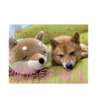豆柴ヤスくんゆきちゃん（個別スタンプ：10）