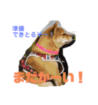 豆柴ヤスくんゆきちゃん（個別スタンプ：13）