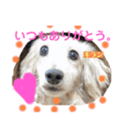 豆柴ヤスくんゆきちゃん（個別スタンプ：16）