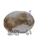 ワンコの日常♡（個別スタンプ：16）