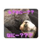 ワンコの日常♡（個別スタンプ：19）