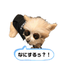 ワンコの日常♡（個別スタンプ：21）