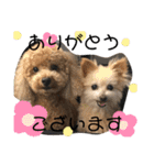 ワンコの日常♡（個別スタンプ：35）