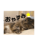うーちゃんスタンプ！！！（個別スタンプ：5）