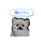 モコちゃんスタンプ02（個別スタンプ：6）