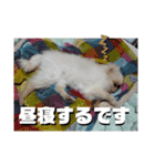 モコちゃんスタンプ02（個別スタンプ：14）