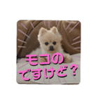 モコちゃんスタンプ02（個別スタンプ：15）