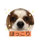 キャバリア♡オリバー⑥（個別スタンプ：1）