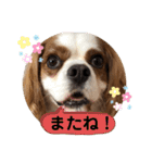 キャバリア♡オリバー⑥（個別スタンプ：2）