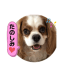 キャバリア♡オリバー⑥（個別スタンプ：5）