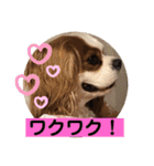 キャバリア♡オリバー⑥（個別スタンプ：7）