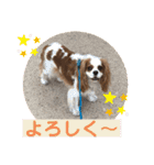 キャバリア♡オリバー⑥（個別スタンプ：8）