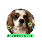キャバリア♡オリバー⑥（個別スタンプ：9）