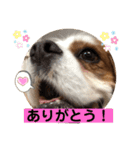 キャバリア♡オリバー⑥（個別スタンプ：12）