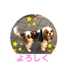キャバリア♡オリバー⑥（個別スタンプ：14）