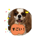 キャバリア♡オリバー⑥（個別スタンプ：15）