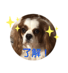 キャバリア♡オリバー⑥（個別スタンプ：21）
